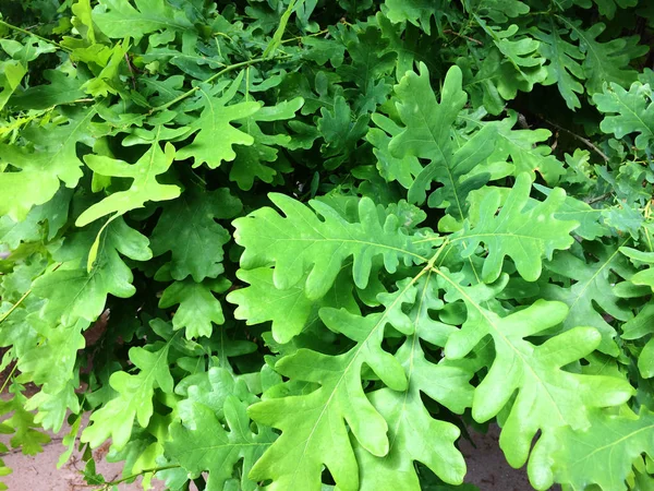 Zielone liście dębu. Teksturalne kwiatowy tle młodych zielonych liści. — Zdjęcie stockowe