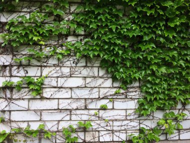 Yeşil sarmaşık tuğla waii üzerinde yaprakları. Genç yeşil yaprakların dokusal çiçek arka plan.