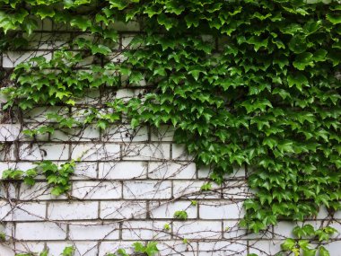 Yeşil sarmaşık tuğla waii üzerinde yaprakları. Genç yeşil yaprakların dokusal çiçek arka plan.