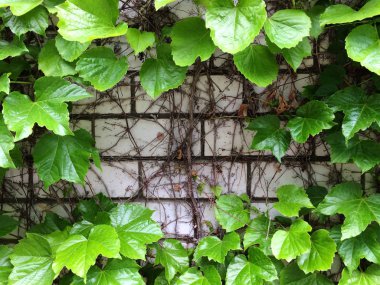 Yeşil sarmaşık tuğla waii üzerinde yaprakları. Genç yeşil yaprakların dokusal çiçek arka plan.