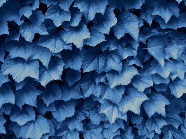 Mavi sarmaşık yaprakları. Genç yeşil yaprakların dokusal çiçek arka plan.