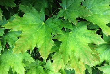 Akçaağacın yeşil yaprakları. Genç yeşil yaprakların dokusal çiçek arka plan.