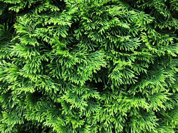 Grüne Thuja-Zweige. Textur vegetativen Hintergrund aus jungen grünen Zweigen. — Stockfoto