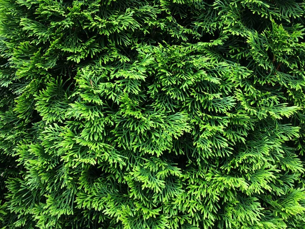 Gröna grenar av Thuja. Textural vegetativt bakgrund från unga gröna grenar. — Stockfoto