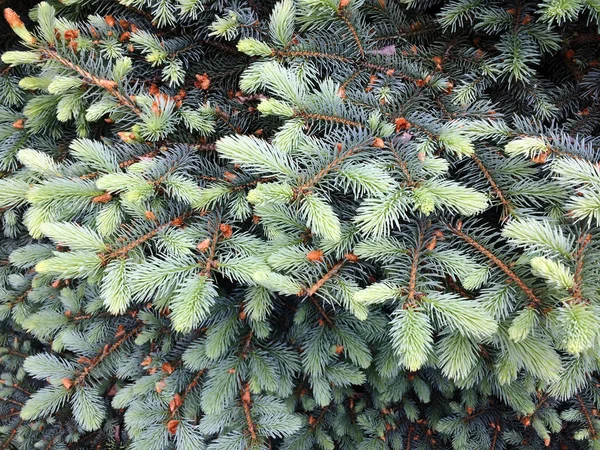 Unga grenar av julgranen. Texturala vegetativ bakgrund från unga gröna grenar. — Stockfoto