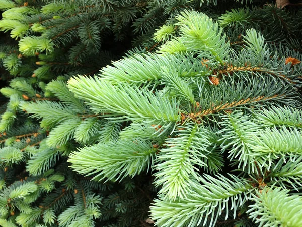 Ramas jóvenes del árbol de Navidad. Fondo vegetativo textural de ramas verdes jóvenes . — Foto de Stock