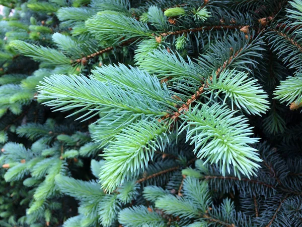 Mladé větve vánočního stromku. Texturální vegetativní pozadí z mladých zelených větví. — Stock fotografie