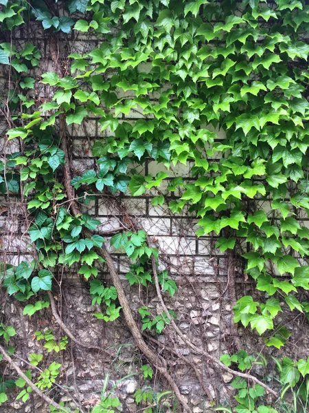 Зелене листя плюща на цегляних гаваях. Текстуальний квітковий фон молодих зелених листя . — стокове фото