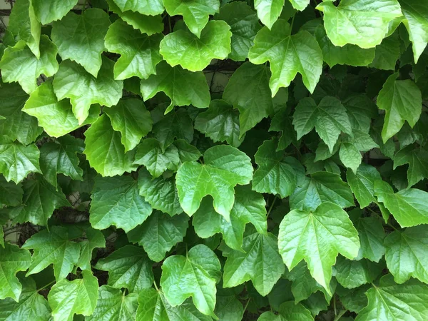 Gröna murgröna blad. Textural blommig bakgrund av unga gröna blad. — Stockfoto