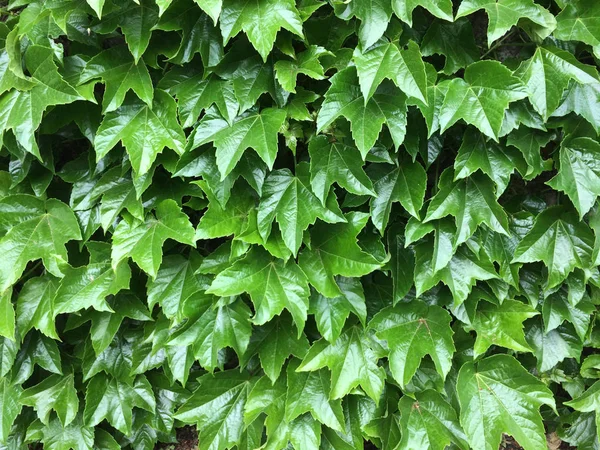 Зелене листя плюща. Текстуальний квітковий фон молодих зелених листя . — стокове фото