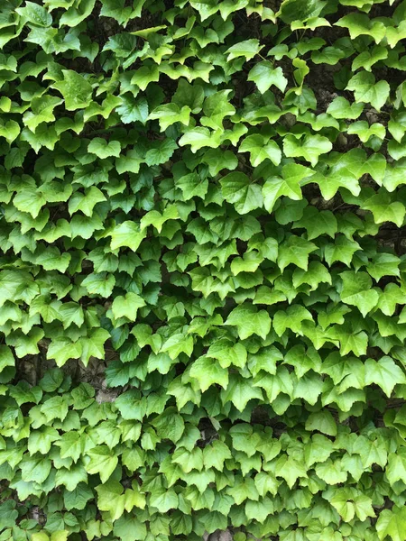 Foglie di edera verde. Textural sfondo floreale di giovani foglie verdi . — Foto Stock