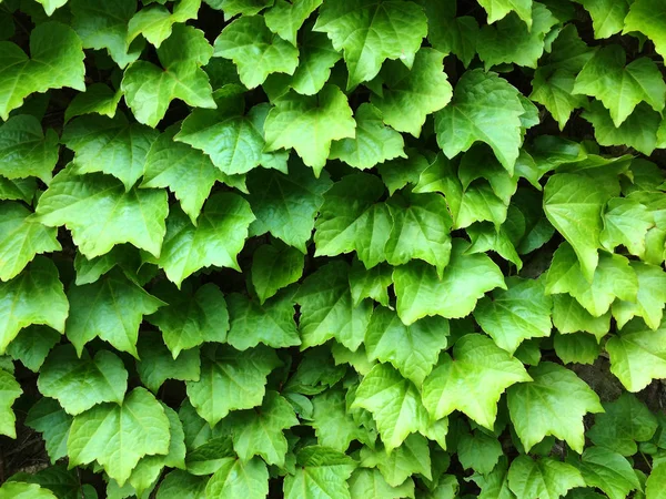 Zielone liście bluszcz. Teksturalne kwiatowy tle młodych zielonych liści. — Zdjęcie stockowe