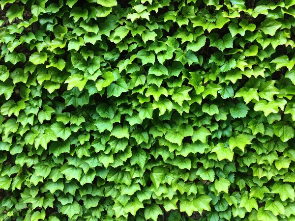 Groene klimop verlaat. Texturale bloemen achtergrond van jonge groene bladeren. — Stockfoto