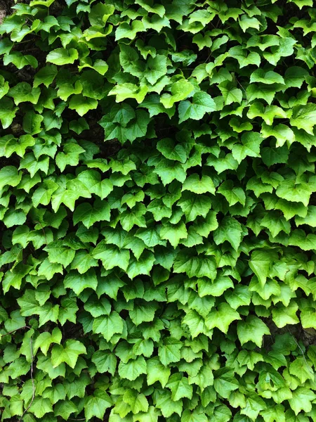 Foglie di edera verde. Textural sfondo floreale di giovani foglie verdi . — Foto Stock