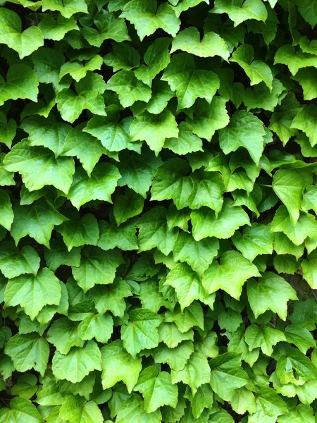 Foglie di edera verde. Textural sfondo floreale di giovani foglie verdi . — Foto Stock