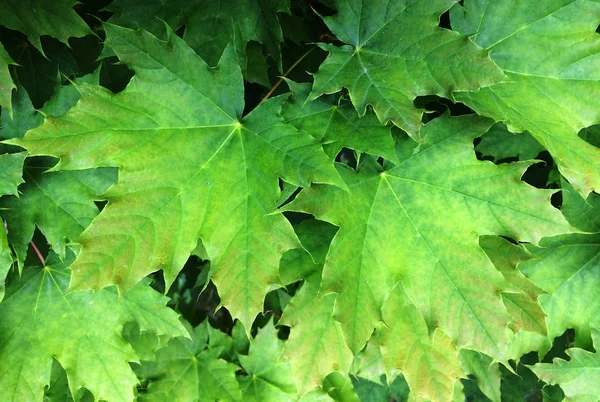Foglie verdi di acero. Textural sfondo floreale di giovani foglie verdi . — Foto Stock