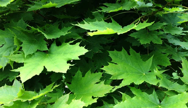 Grüne Blätter des Ahorns. textuelle blumige Hintergrund der jungen grünen Blätter. — Stockfoto