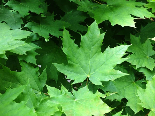 Zielone liście klonu. Teksturalne kwiatowy tle młodych zielonych liści. — Zdjęcie stockowe