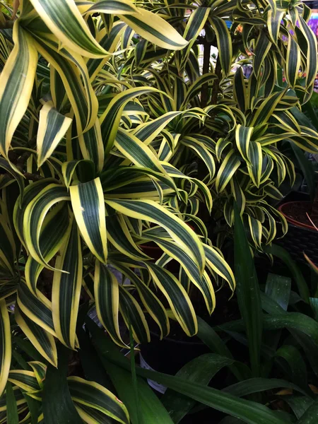 Dracaena kamerplant. Texturale bloemen achtergrond van jonge groene bladeren. — Stockfoto