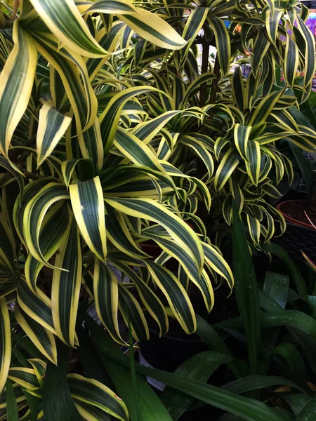 Planta doméstica de Dracaena. Fundo floral textural de folhas verdes jovens . — Fotografia de Stock