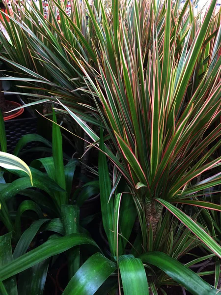 Dracaena kamerplant. Texturale bloemen achtergrond van jonge groene bladeren. — Stockfoto