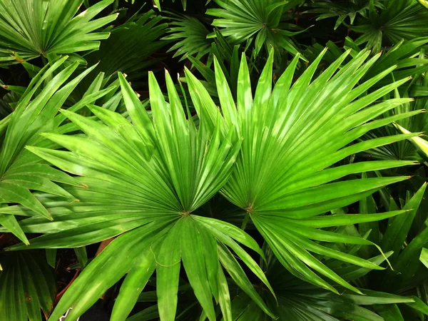 Palma houseplant. Textural vegetatív háttér fiatal zöld levelei egy pálmafa. — Stock Fotó