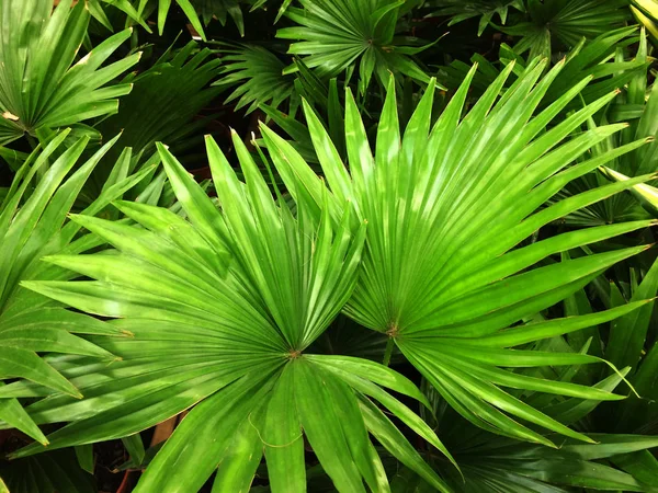 Palma houseplant. Textural vegetatív háttér fiatal zöld levelei egy pálmafa. — Stock Fotó