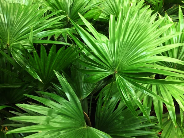 Palma kamerplant. Texturale vegetatieve achtergrond van jonge groene bladeren van een palmboom. — Stockfoto