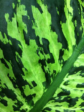 Tropikal yeşil yapraklarından dokusal çiçek arka plan.