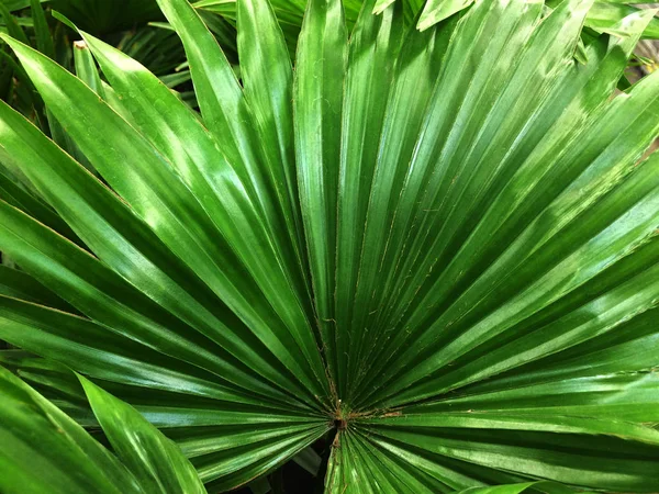 Palma kamerplant. Texturale vegetatieve achtergrond van jonge groene bladeren van een palmboom. — Stockfoto