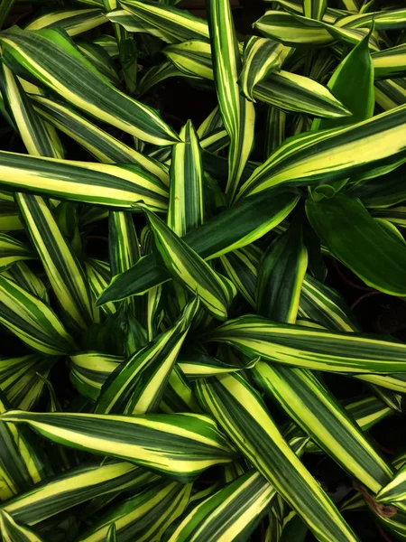 Dracaena kamerplant. Texturale bloemen achtergrond van jonge groene bladeren. — Stockfoto