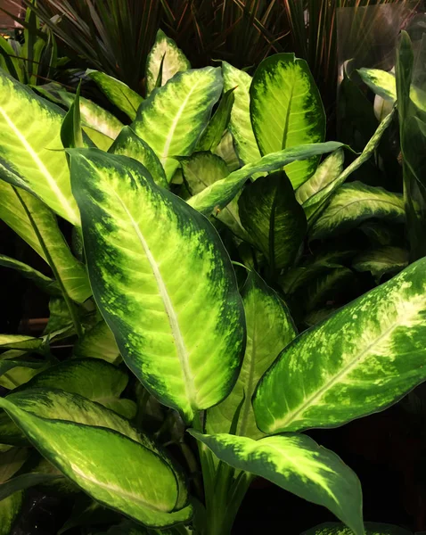迪芬巴基亚室内植物。幼绿叶的纹理花卉背景. — 图库照片