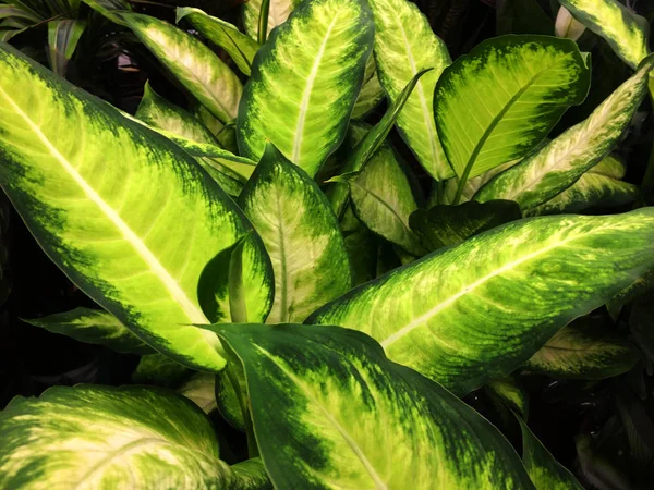 Dieffenbachia Houseplant. Teksturalne kwiatowy tle młodych zielonych liści. — Zdjęcie stockowe