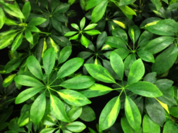 Sheflera Houseplant. Teksturalne kwiatowy tle z tropikalnych zielonych liści. — Zdjęcie stockowe