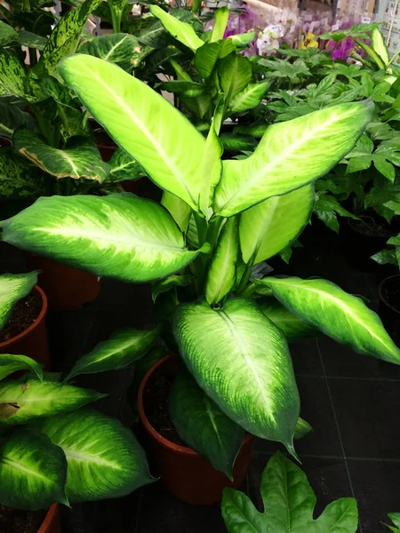 Domácí závod Dieffenbachia. Texelální květinové pozadí mladých zelených listů. — Stock fotografie