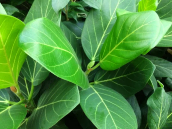 Textural sfondo floreale da foglie verdi tropicali . — Foto Stock