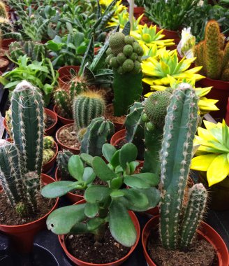 Kaktüs ev bitkisi. Tencerede kaktüslerin dokulu çiçek arka planı.