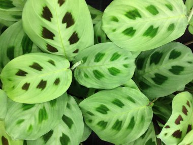 Tropikal yeşil yapraklarından dokusal çiçek arka plan.