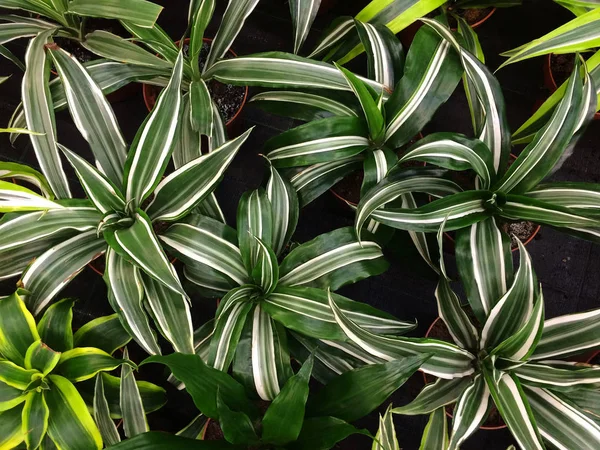 Dracaena kamerplant. Texturale bloemen achtergrond van jonge groene bladeren. — Stockfoto