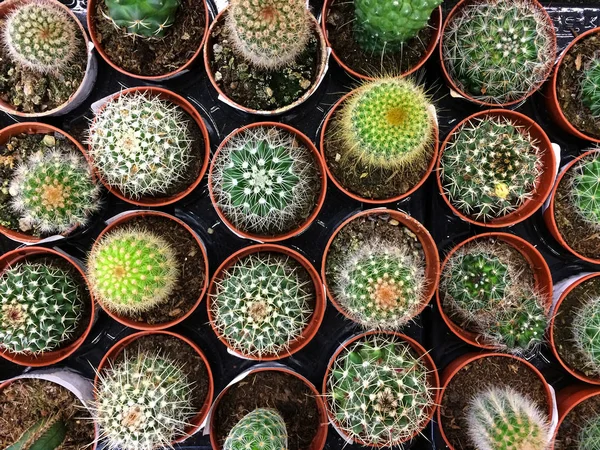Cactus kamerplant. Getextureerde bloemen achtergrond van cactussen in potten. — Stockfoto