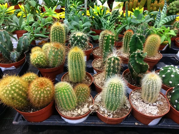 Cactus kamerplant. Getextureerde bloemen achtergrond van cactussen in potten. — Stockfoto