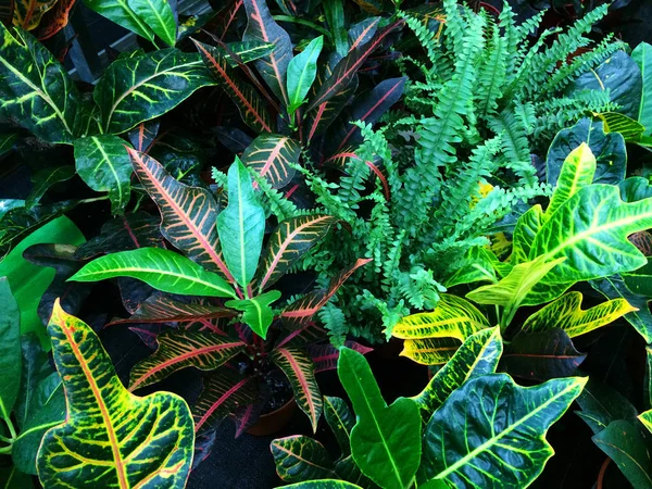 Текстурный цветочный фон из тропических зеленых листьев . — стоковое фото