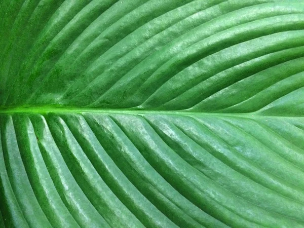 Texturale bloemen achtergrond van tropisch groen blad. — Stockfoto