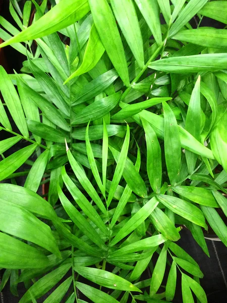 Palma kamerplant. Textural vegetatieve achtergrond van jonge gree — Stockfoto