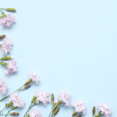 Dokusal mavi kağıt üzerinde ışık pembe karanfil ler ile bir dal. Tasarım ve dekorasyon için bahar arka planı