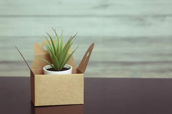 Scatola di cartone vuota con succulenta per regalo sul tavolo . — Foto Stock
