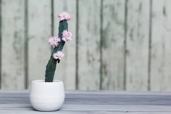 Succulente di aloe cactus avortia in pentole bianche su un tavolo su fondo di legno. Piante domestiche . — Foto Stock