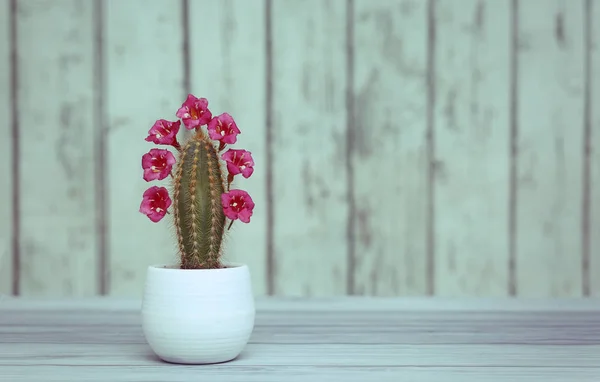 Succulente di aloe cactus avortia in pentole bianche su un tavolo su fondo di legno. Piante domestiche . — Foto Stock