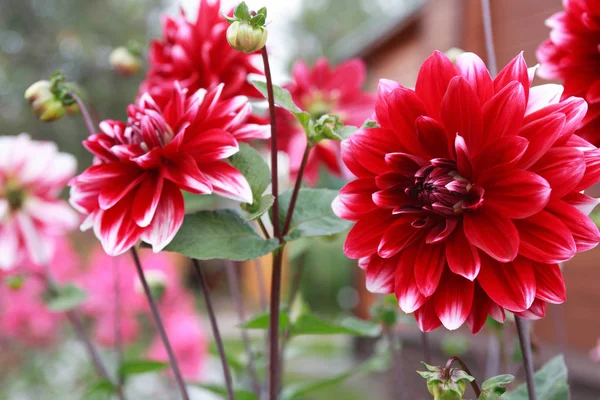 Nice garden background with big red flower
