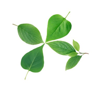 Ekoloji kavramı. Beyaz arka plan üzerinde tazelik yeşil yaprakları